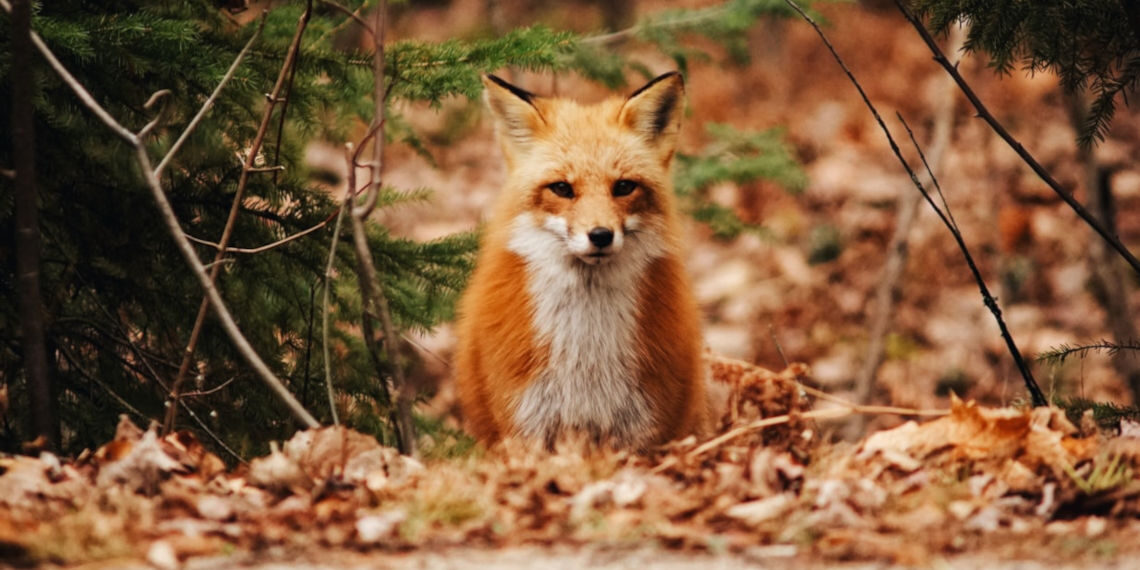 Εσείς τι ξέρετε για το λογότυπο “Natura2000”;