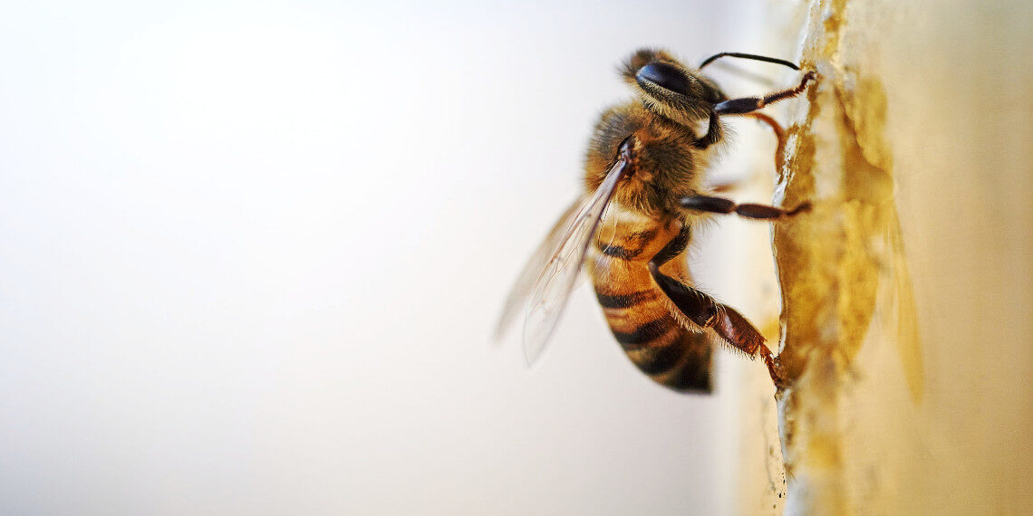 Ε.Κ.: Υποχρεωτική η προστασία της βιοποικιλότητας