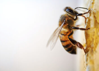 Ε.Κ.: Υποχρεωτική η προστασία της βιοποικιλότητας