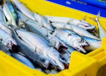 #TasteTheOcean… Η Ευρώπη ζητά τη βιώσιμη διαχείριση αλιευμάτων