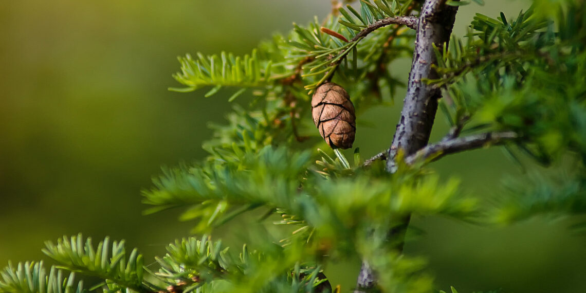 Ε.Ε.: Ημέρες καθαρισμού Burton για την “Πράσινη εβδομάδα 2021”