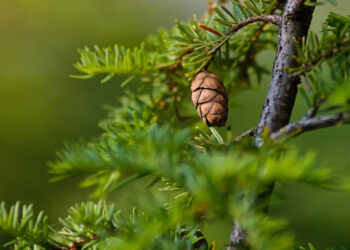Ε.Ε.: Ημέρες καθαρισμού Burton για την “Πράσινη εβδομάδα 2021”