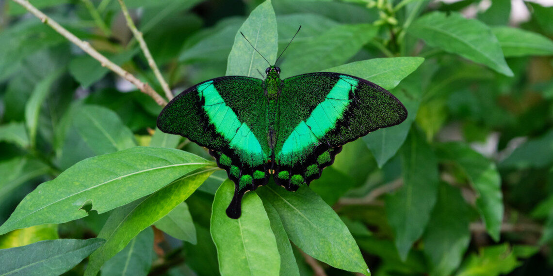 Δ. Πειραιά: Εκδήλωση για τις περιβαλλοντικές δράσεις στα σχολεία