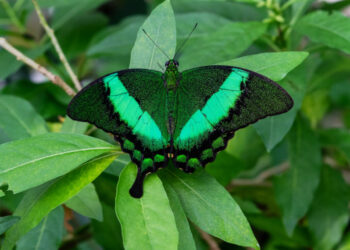 Δ. Πειραιά: Εκδήλωση για τις περιβαλλοντικές δράσεις στα σχολεία
