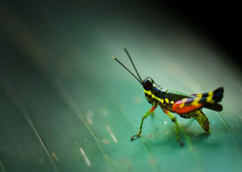 Η “Επιστήμη είναι υπέροχη” – πρόσκληση για νέες προτάσεις