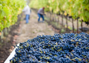 Ε.Ε.: Πρωτοβουλίες για την προστασία των εποχικών εργαζομένων