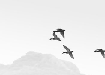 Περιβάλλον: Πρόσκληση για δράσεις από την παγκόσμια σχολική κοινότητα