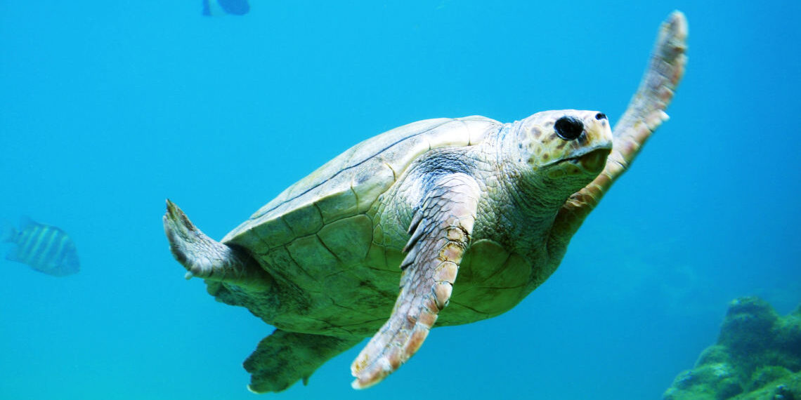 Ε.Ε.: “Περιβαλλοντικός” μετασχηματισμός οικονομίας και κοινωνίας