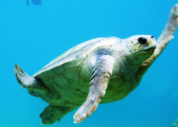 Ε.Ε.: “Περιβαλλοντικός” μετασχηματισμός οικονομίας και κοινωνίας