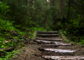Πράσινη Συμφωνία: Νέα Δασική Στρατηγική της Ευρωπαϊκής Ένωσης