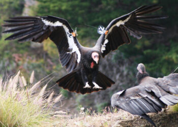 Η (εκπαιδευτική) Κοινότητα σε προσκαλεί στον αγώνα της για το περιβάλλον