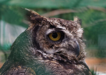 E.Ε.: Στόχος να μετατραπεί σε κλιματικά ουδέτερη ήπειρο έως το 2050