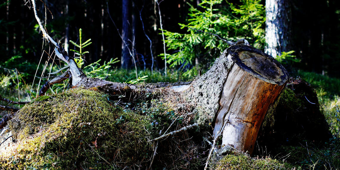 Πρόγραμμα LIFE: 8-9 Σεπτεμβρίου οι λεπτομέρειες χρηματοδότησης