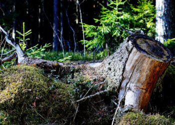 Πρόγραμμα LIFE: 8-9 Σεπτεμβρίου οι λεπτομέρειες χρηματοδότησης