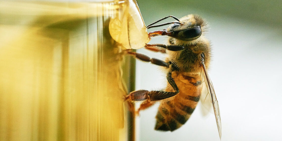 27-30 Σεπτεμβρίου…. Ευρωπαϊκή εβδομάδα επικονιαστών