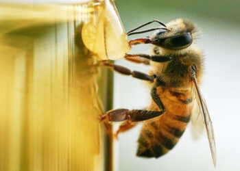 27-30 Σεπτεμβρίου…. Ευρωπαϊκή εβδομάδα επικονιαστών