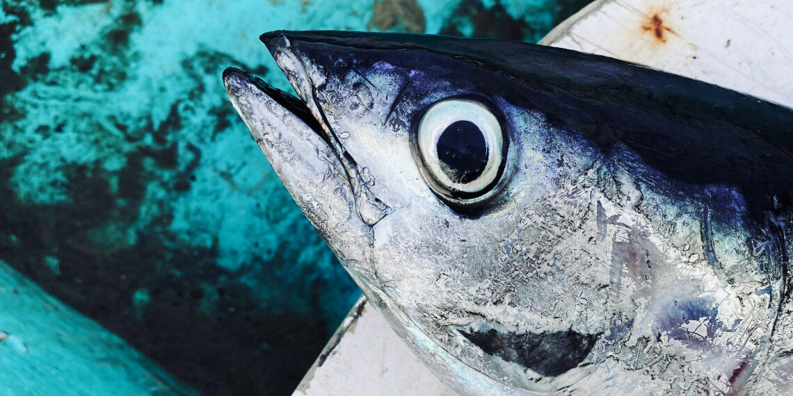 Η μεγάλη πλειοψηφία (64%) των Ευρωπαίων τρώει τακτικά ψάρια