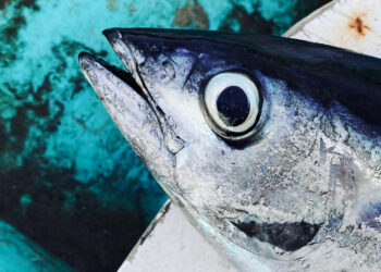 Η μεγάλη πλειοψηφία (64%) των Ευρωπαίων τρώει τακτικά ψάρια