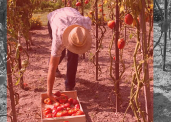 E.E.: Έκθεση για την οδηγία ως προς τις αθέμιτες εμπορικές πρακτικές