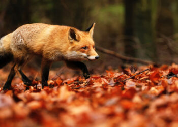 #TheGreenTrack: Οι νέοι πρωταγωνιστές στην προστασία της φύσης