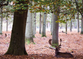 MapMyTree: Η ΕΕ δεσμεύεται να φυτέψει τουλάχιστον 3 δισ. δέντρα ως το 2030