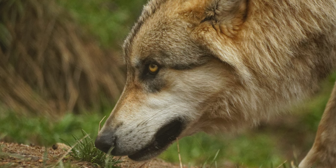 ΕΕ: Νέα -αυστηρά- όρια για τον χαρακτηρισμό των προστατευόμενων φυσικών περιοχών