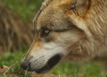 ΕΕ: Νέα -αυστηρά- όρια για τον χαρακτηρισμό των προστατευόμενων φυσικών περιοχών