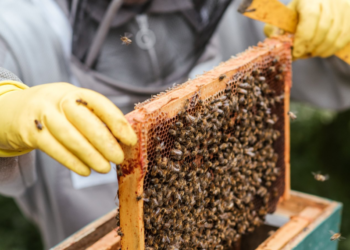 Ενδιαφέρεσαι να έχεις τη δική σου αγροτική επιχείρηση; Τότε το ‘EUandU’ είναι για σένα!