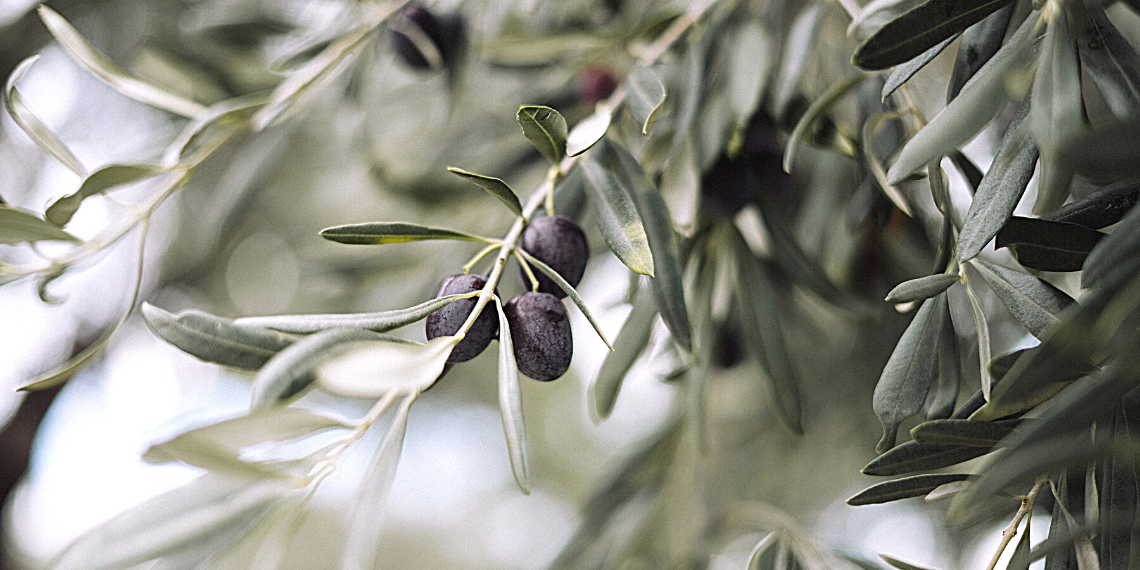 ΕΕ: Αυξάνονται όλο και περισσότερο οι εκτάσεις για τη βιολογική γεωργική παραγωγή