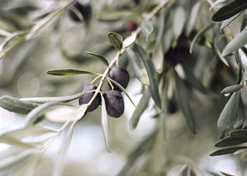 ΕΕ: Αυξάνονται όλο και περισσότερο οι εκτάσεις για τη βιολογική γεωργική παραγωγή