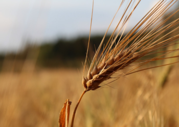 Σκέφτεσαι να ασχοληθείς με την αγροτική παραγωγή; Τότε μην χάσεις το συνέδριο EUandU