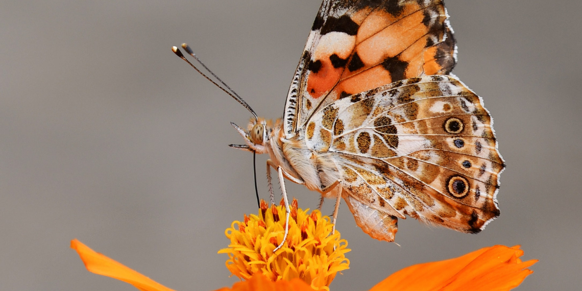 ΕΕ: Η “Πράσινη Εβδομάδα 2022” στο τέλος Μαΐου