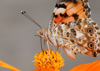 ΕΕ: Η “Πράσινη Εβδομάδα 2022” στο τέλος Μαΐου