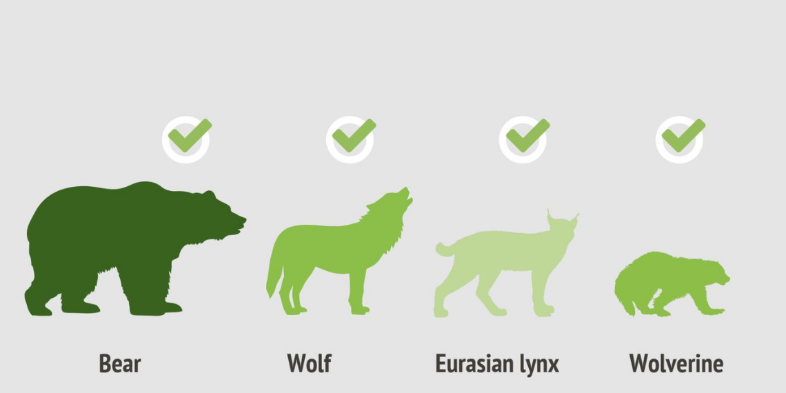 LIFE EuroLargeCarnivores: Πρόγραμμα για την επιστροφή των μεγάλων σαρκοφάγων ζώων στην Ευρώπη