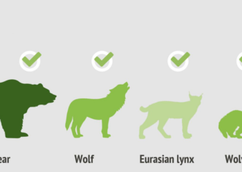 LIFE EuroLargeCarnivores: Πρόγραμμα για την επιστροφή των μεγάλων σαρκοφάγων ζώων στην Ευρώπη