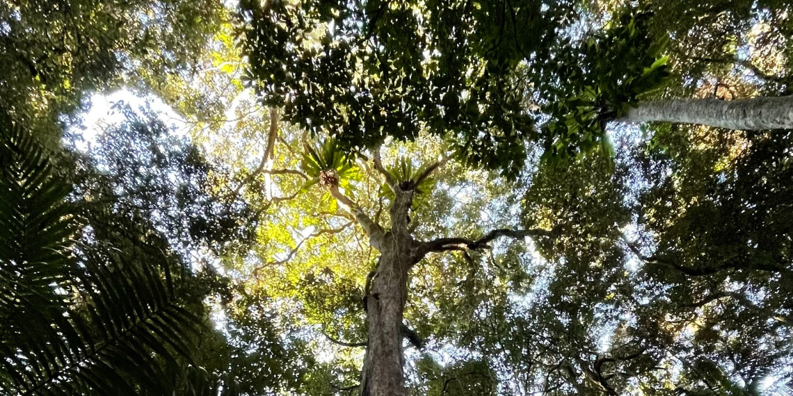 Γαλλικό Ινστιτούτο Ελλάδος: Εκδήλωση με θέμα την “Ευρωπαϊκή Πράσινη Συμφωνία”