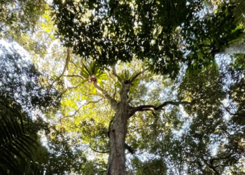 Γαλλικό Ινστιτούτο Ελλάδος: Εκδήλωση με θέμα την “Ευρωπαϊκή Πράσινη Συμφωνία”