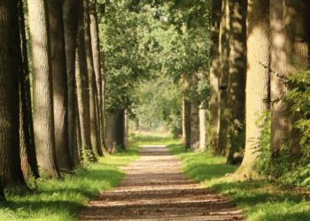 Ας φυτέψουμε επιπλέον 3 δισεκατομμύρια δέντρα στην ΕΕ έως το 2030