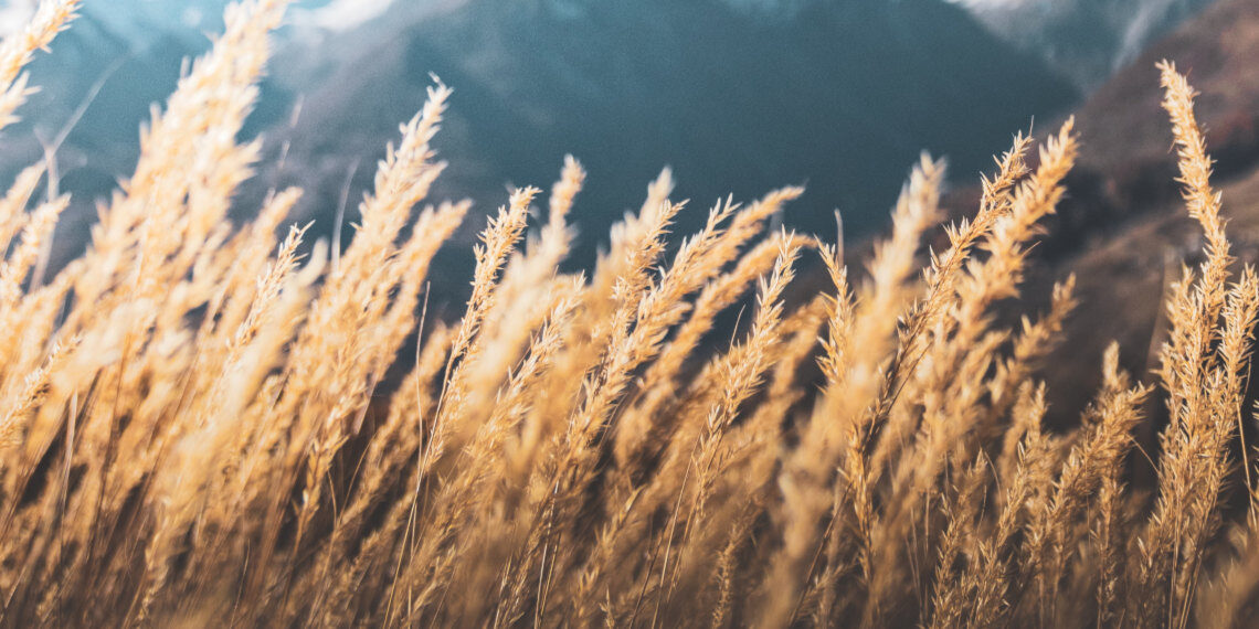 Ουκρανία: Η παραπληροφόρηση τροφοδοτεί την επισιτιστική ανασφάλεια