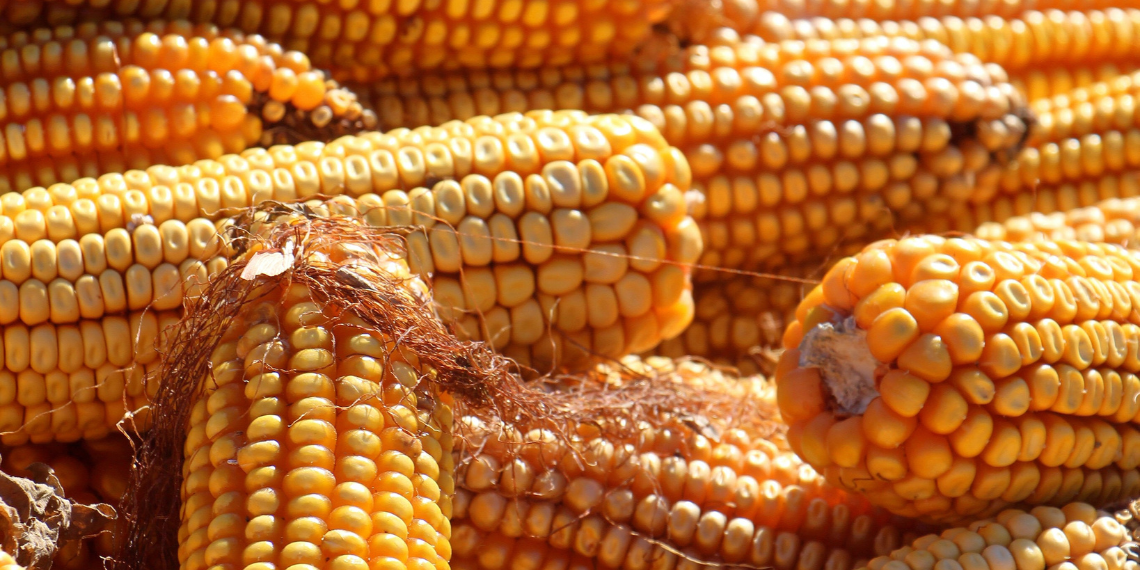 ΕΕ- Green Deal: Προτάσεις για την αποκατάσταση της φύσης και της μείωσης φυτοφαρμάκων