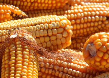 ΕΕ- Green Deal: Προτάσεις για την αποκατάσταση της φύσης και της μείωσης φυτοφαρμάκων