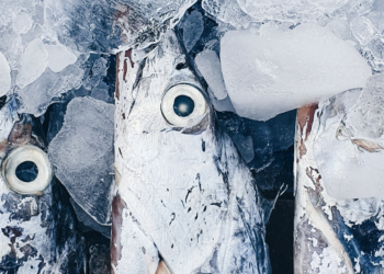 Έκτακτα μέτρα στήριξης στους αλιείς λόγω της ρωσικής εισβολής στην Ουκρανία