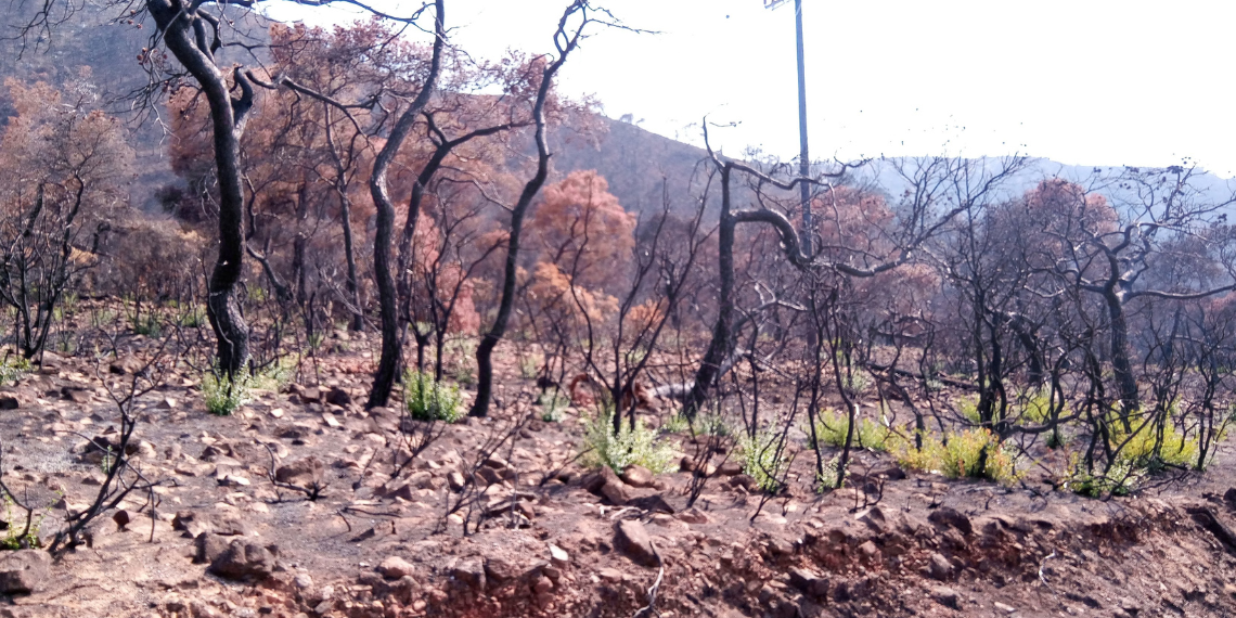 EE: Νέο εργαλείο εκτίμησης κινδύνου δασικών πυρκαγιών