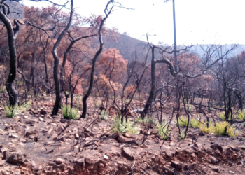 EE: Νέο εργαλείο εκτίμησης κινδύνου δασικών πυρκαγιών