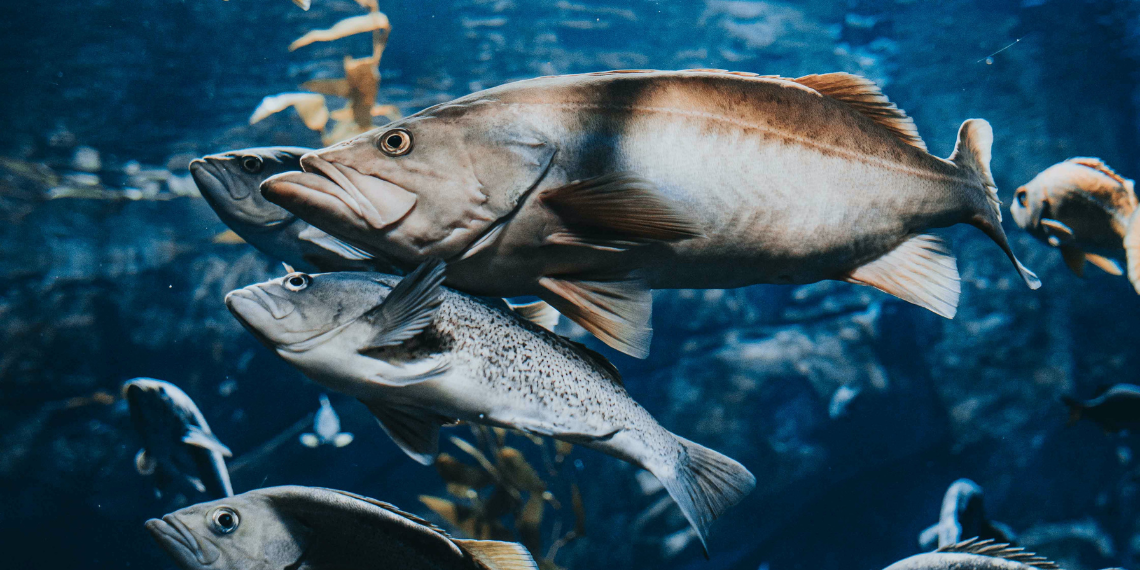 Αλιεία – Ατλαντικός: Τέλος στην αλιεία με τράτες βυθού σε οικοσυστήματα βαθέων υδάτων