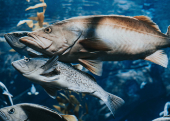 Αλιεία – Ατλαντικός: Τέλος στην αλιεία με τράτες βυθού σε οικοσυστήματα βαθέων υδάτων