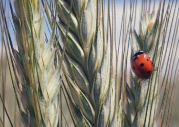 Επιπλέον 100 περιφέρειες δηλώνουν παρών στο έργο της ΕΕ για την κλιματική αλλαγή