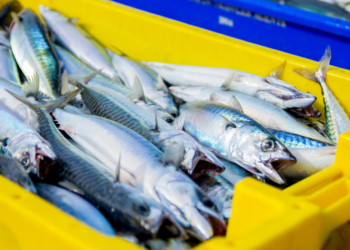 EE: Πρόταση για βιώσιμη διαχείριση των αποθεμάτων ιχθύων σε Μεσόγειο και Εύξεινο Πόντο