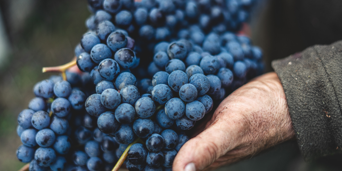 ΕΕ: Nέα Κοινή Αγροτική Πολιτική από την 1η Ιανουαρίου 2023