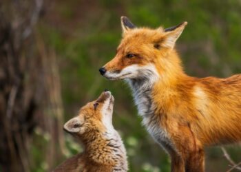 COP15: Ιστορική παγκόσμια συμφωνία για τη φύση και τους ανθρώπους